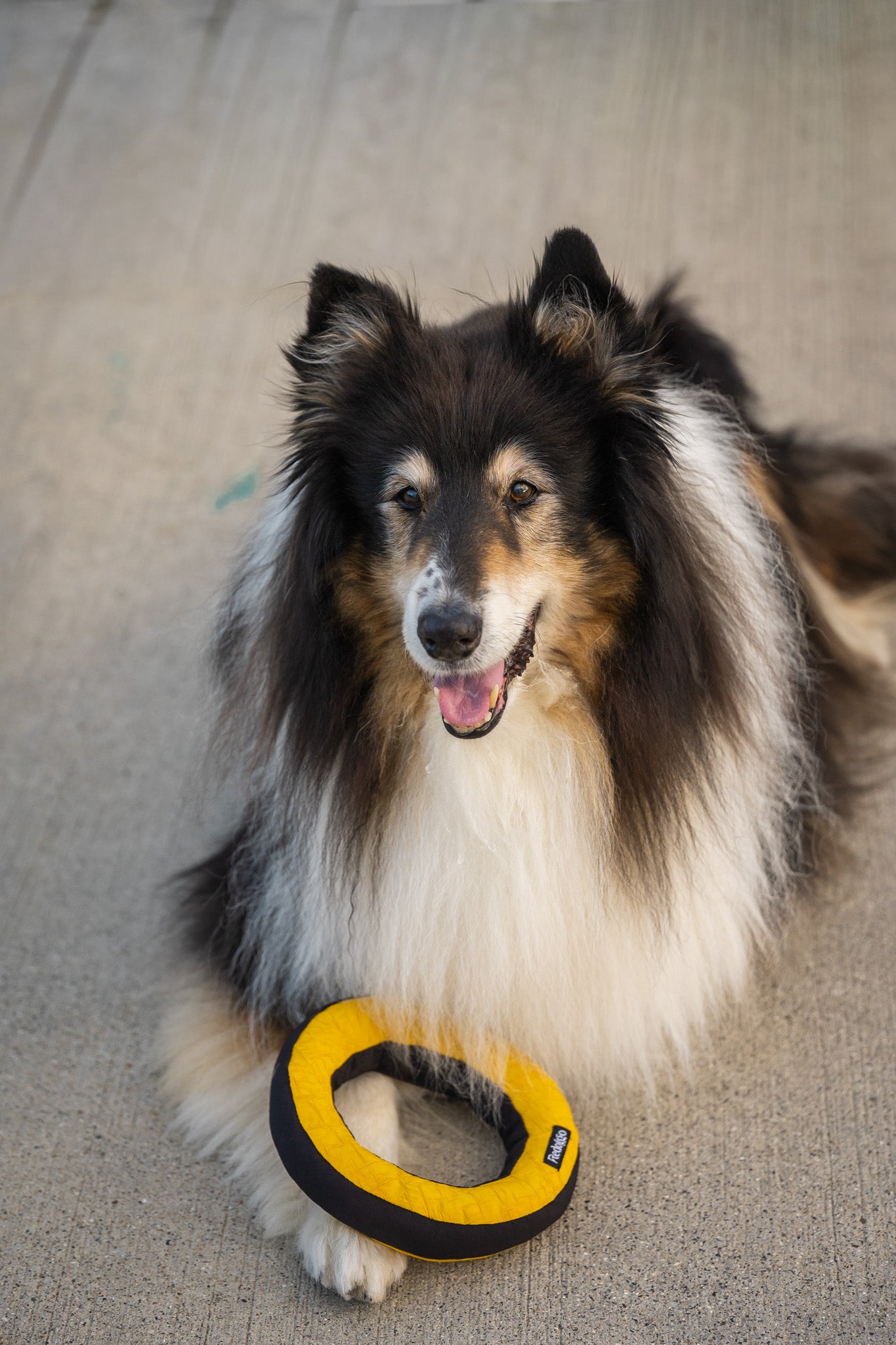 redoggo Donut